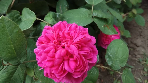 Безмолвная Красота Цветущих Роз — стоковое фото