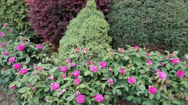 Tyst Skönhet Blommande Rosor — Stockfoto