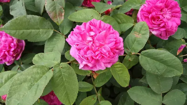 Tyst Skönhet Blommande Rosor — Stockfoto