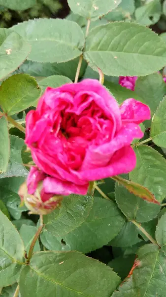 Beauté Silencieuse Des Roses Fleuries — Photo