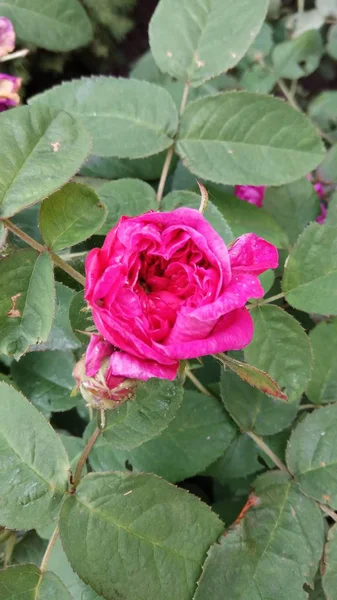 Мовчазна Краса Квітучих Троянд — стокове фото