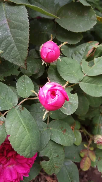 Silenciosa Belleza Las Rosas Florecientes —  Fotos de Stock