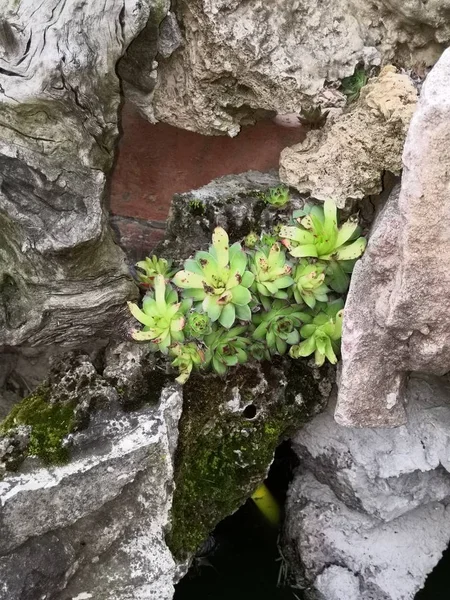 Aloès Est Une Plante Très Saine Belle — Photo