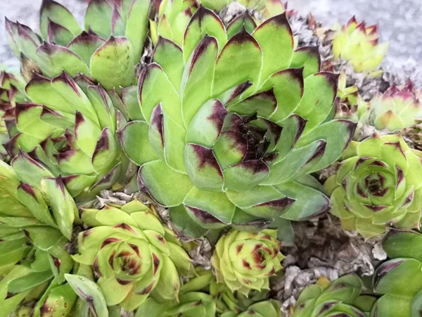 芦荟是一种非常健康和美丽的植物 — 图库照片