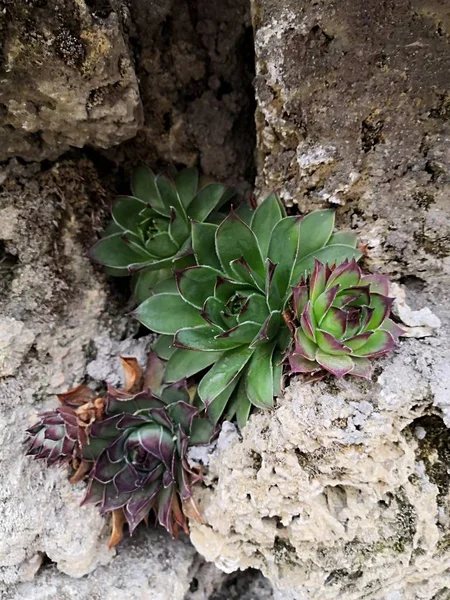 Aloès Est Une Plante Très Saine Belle — Photo