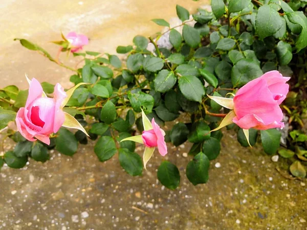 Tichá Krása Kvetoucích Růží — Stock fotografie