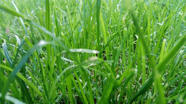 Green Green Grass Home — Stock Photo, Image