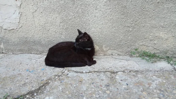 Bir Kedi Hayatının Tadını Çıkarıyormuş — Stok fotoğraf