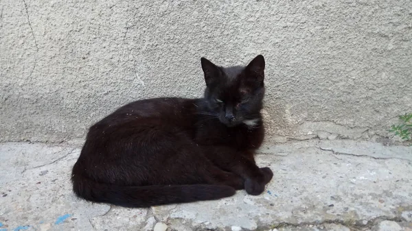 Een Kat Weet Dat Genieten Van Het Leven — Stockfoto