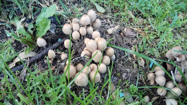 Cogumelos Comestíveis Vezes Venenosos — Fotografia de Stock