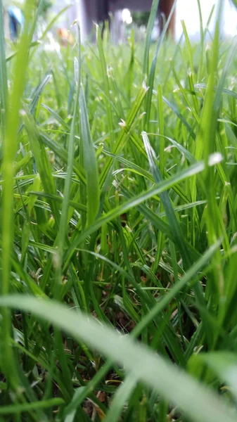Grünes Gras Der Heimat — Stockfoto