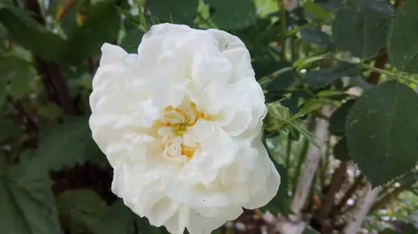 Silent Beauty Flowering Roses — Stock Photo, Image