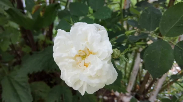 Silent Beauty Flowering Roses — Stock Photo, Image