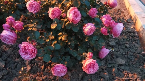 Tyst Skönhet Blommande Rosor — Stockfoto