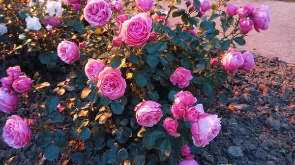 Silenziosa Bellezza Delle Rose Fiorite — Foto Stock