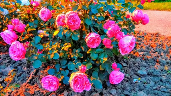 Silent Beauty Flowering Roses — Stock Photo, Image