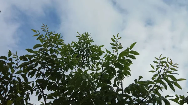 Bela Vista Céu — Fotografia de Stock