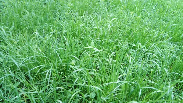 Grünes Gras Der Heimat — Stockfoto