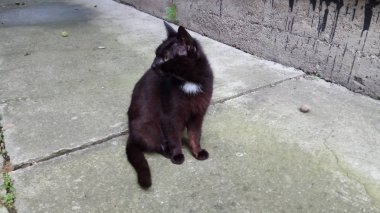 Bir kedi hayatının tadını çıkarıyormuş.