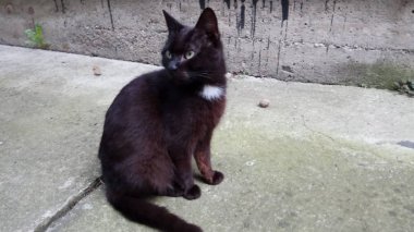 Bir kedi hayatının tadını çıkarıyormuş.