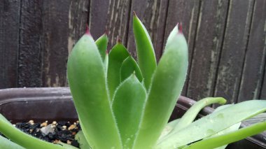 Aloe çok sağlıklı ve güzel bir bitkidir