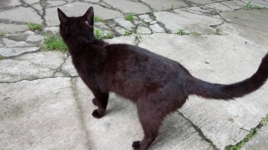 Bir kedi hayatının tadını çıkarıyormuş.