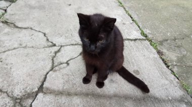 Bir kedi hayatının tadını çıkarıyormuş.