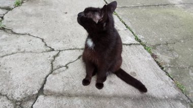 Bir kedi hayatının tadını çıkarıyormuş.