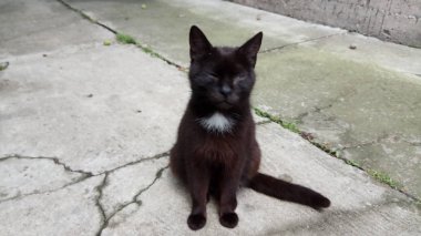 Bir kedi hayatının tadını çıkarıyormuş.
