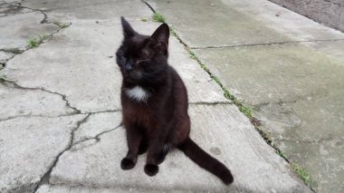 Bir kedi hayatının tadını çıkarıyormuş.