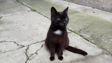 Bir kedi hayatının tadını çıkarıyormuş.