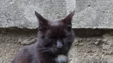 Bir kedi hayatının tadını çıkarıyormuş.