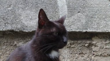 Bir kedi hayatının tadını çıkarıyormuş.