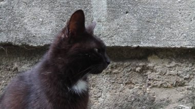 Bir kedi hayatının tadını çıkarıyormuş.