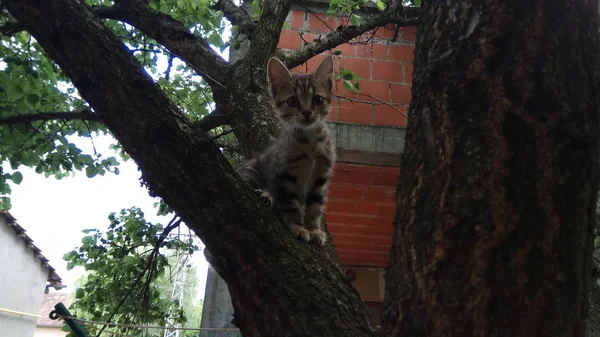 Egy Macska Tudja Hogy Élvezi Élet — Stock Fotó