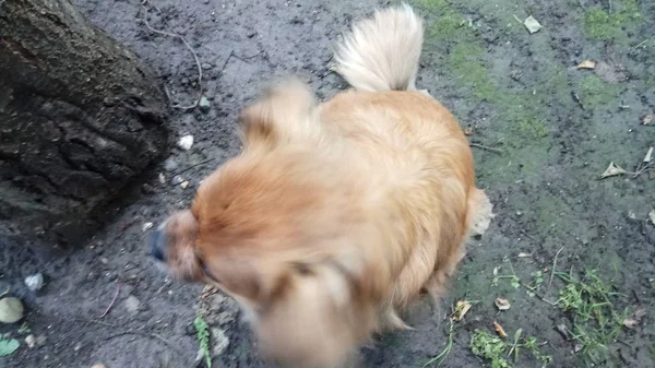 Веселая Игривая Моя Собака — стоковое фото