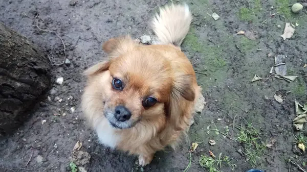 Fröhlich Und Verspielt Mein Hund — Stockfoto