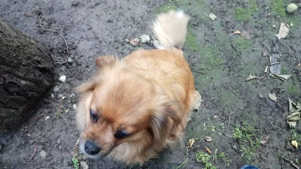 Alegre Brincalhão Meu Cão — Fotografia de Stock