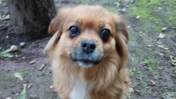 Alegre Juguetón Perro — Foto de Stock