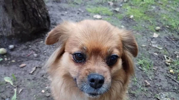 Alegre Brincalhão Meu Cão — Fotografia de Stock