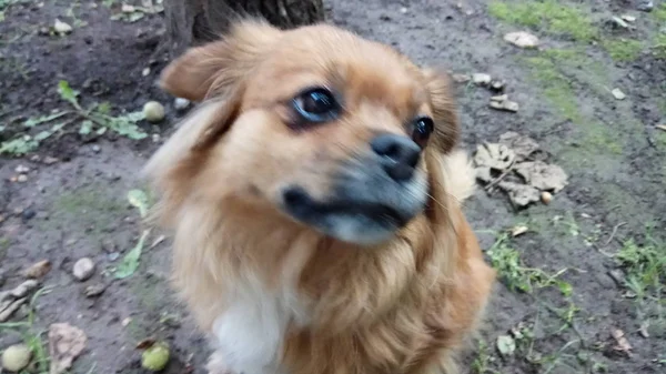 Alegre Brincalhão Meu Cão — Fotografia de Stock