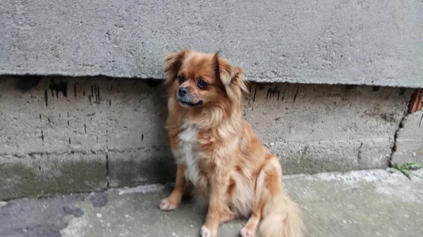 Alegre Brincalhão Meu Cão — Fotografia de Stock