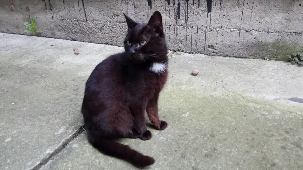 Gato Sabe Que Está Disfrutando Vida — Foto de Stock