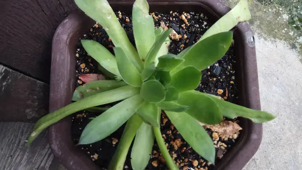 Aloe Uma Planta Muito Saudável Bonita — Fotografia de Stock