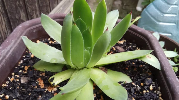 Aloe Çok Sağlıklı Güzel Bir Bitkidir — Stok fotoğraf