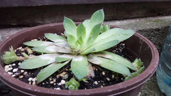Aloe Ist Eine Sehr Gesunde Und Schöne Pflanze — Stockfoto