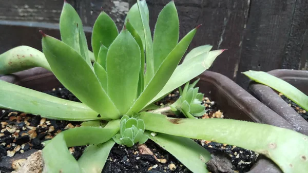 Aloe Çok Sağlıklı Güzel Bir Bitkidir — Stok fotoğraf