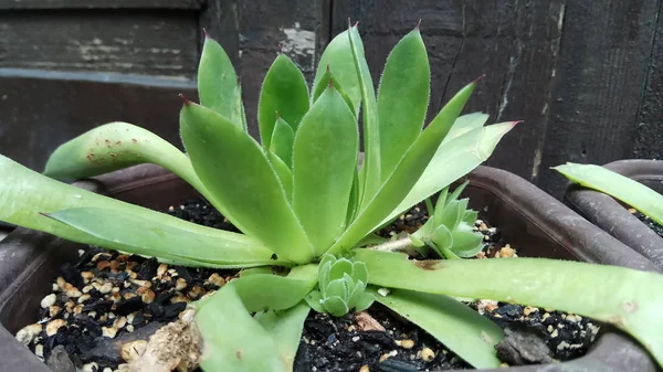 Aloe Velmi Zdravá Krásná Rostlina — Stock fotografie