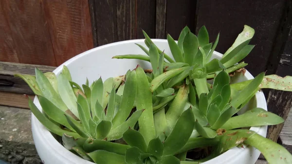 Aloès Est Une Plante Très Saine Belle — Photo