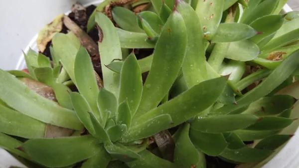 Aloe Çok Sağlıklı Güzel Bir Bitkidir — Stok fotoğraf